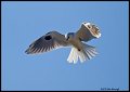 _2SB0525 white-tailed kite